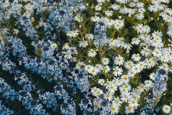 Μείγμα Λουλουδιών Στο Δάσος — Φωτογραφία Αρχείου
