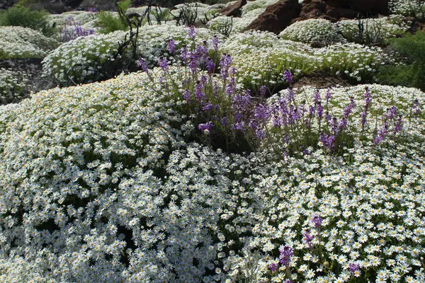 Білі Квіти Вершині Острова Гран Канарія — стокове фото