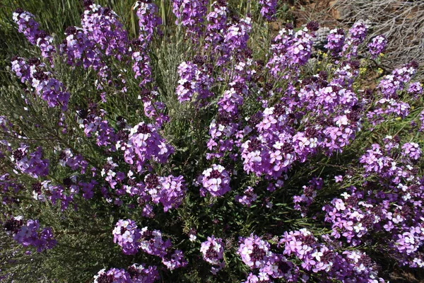 Fleurs Violettes Sommet Gran Canaria — Photo