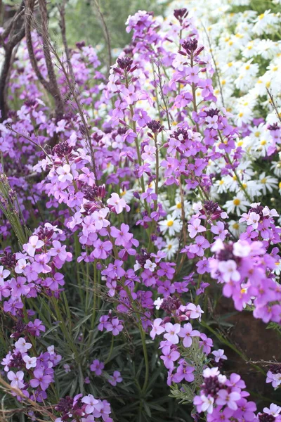 Fioletowe Kwiaty Szczycie Gran Canarii — Zdjęcie stockowe