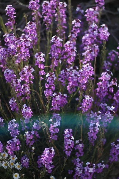 大加那利亚山顶的紫色花朵 — 图库照片