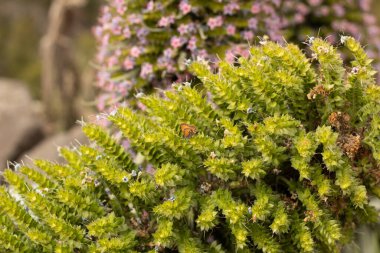 Echium Wildpretii 'nin Kapanışı