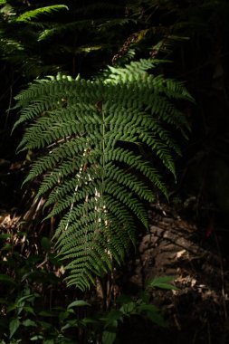 La Galga ormanında eğrelti otları