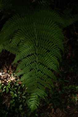 La Galga ormanında eğrelti otları