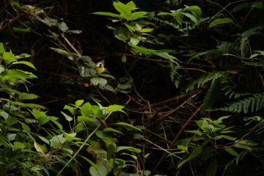 Ormanda uçan küçük kelebek