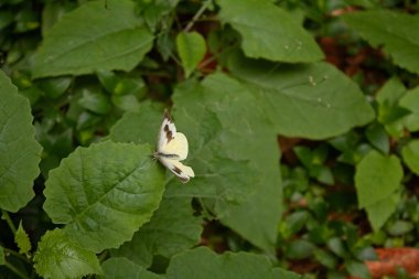 Ormanda uçan küçük kelebek