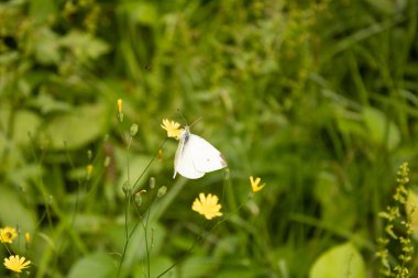Bir kelebeğe yaklaş