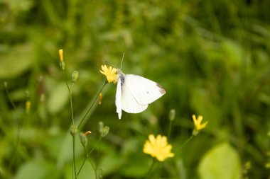 Bir kelebeğe yaklaş
