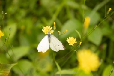 Bir kelebeğe yaklaş