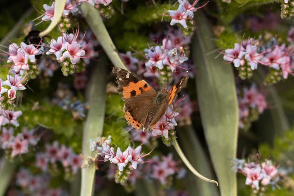 Gros Plan Echium Wildpretii — Photo