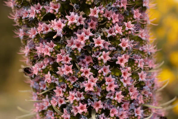 Closeup Echium Wildpretii — Stock Photo, Image
