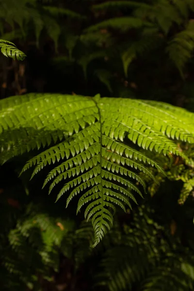 Fougères Dans Forêt Galga — Photo