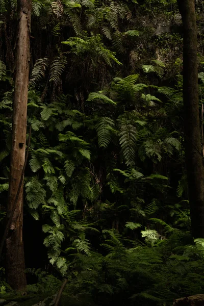 La Galga ormanında eğrelti otları