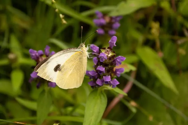 Gros Plan Papillon — Photo