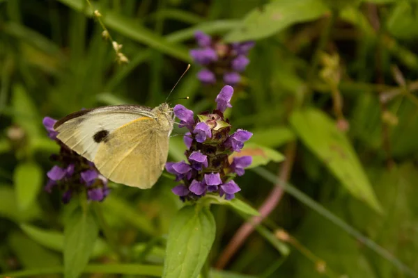 Gros Plan Papillon — Photo