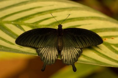 Papilio memnon, Büyük Mormon Kelebeği