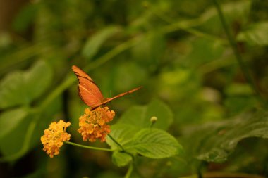 Dryas iulia Kelebek Hayvanat Bahçesinde Kelebek