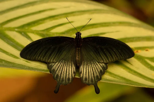 Papilio memnon, Büyük Mormon Kelebeği