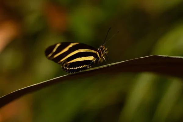 Heliconius Charitonius Papillon Dans Une Ferme Papillons — Photo