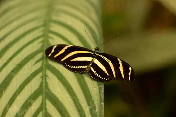 Heliconius Charitonius Papillon Dans Une Ferme Papillons — Photo