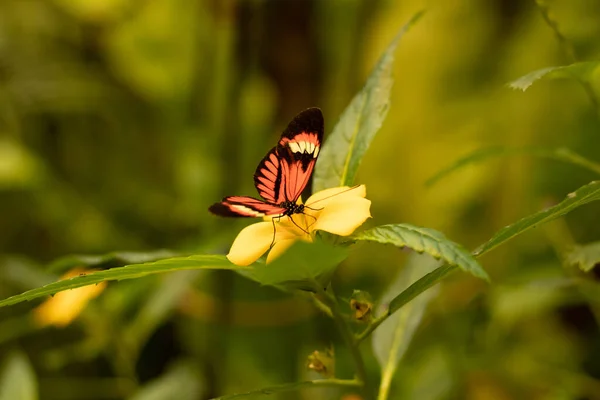 Heliconius Melpomene Papillon Dans Zoo Papillon — Photo