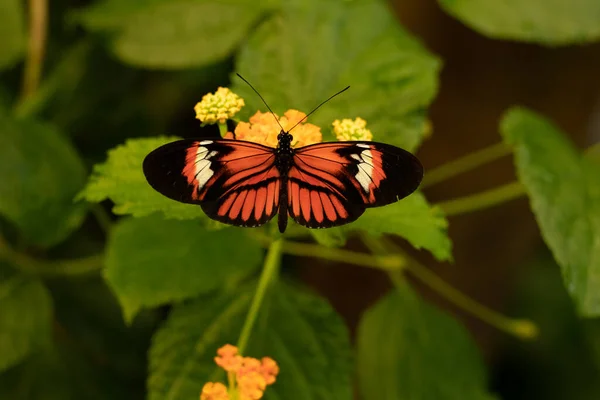 Heliconius Melpomene Papillon Dans Zoo Papillon — Photo