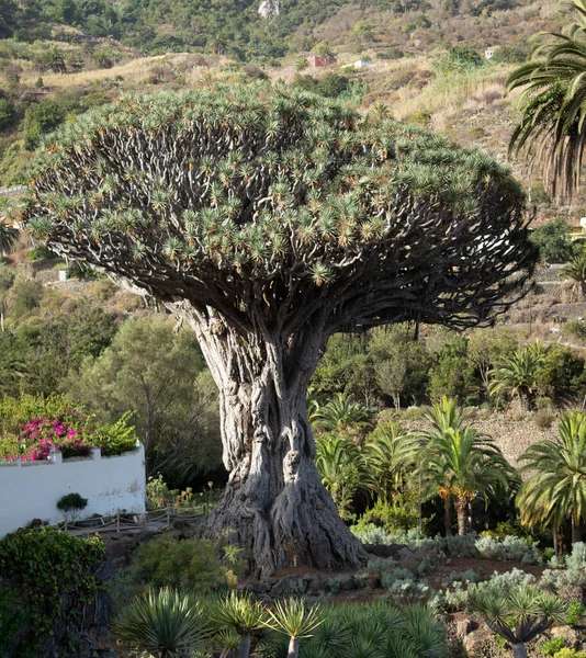 Drago Milenario Più Grande Albero Drago Dell Isola Tenerife — Foto Stock