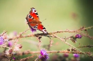 mor çiçekler tavus kelebeği