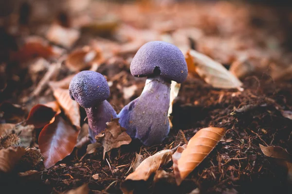 Mushrooms Cortinarius violaceus Selective Focus — Stock Photo, Image