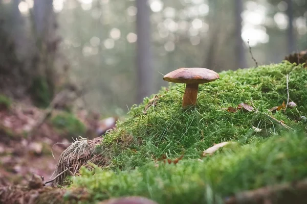 Champignons sur le sol mousseux Focus sélectif — Photo