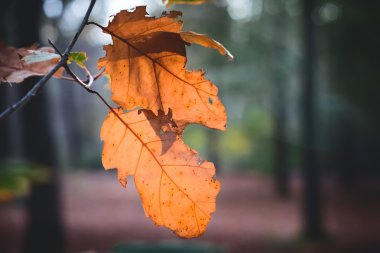 Bir parkta seçici odak düşmek