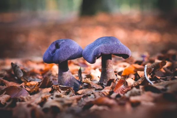 Mushrooms Cortinarius violaceus Selective Focus — Stock Photo, Image
