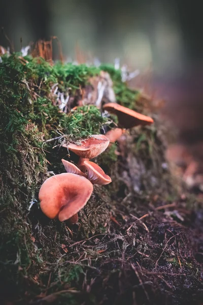 蘑菇在长满青苔的地面选择性焦点 — 图库照片