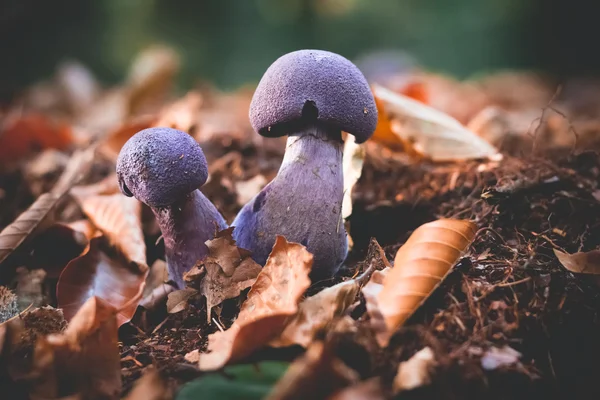 Mushrooms Cortinarius violaceus Selective Focus — Stock Photo, Image