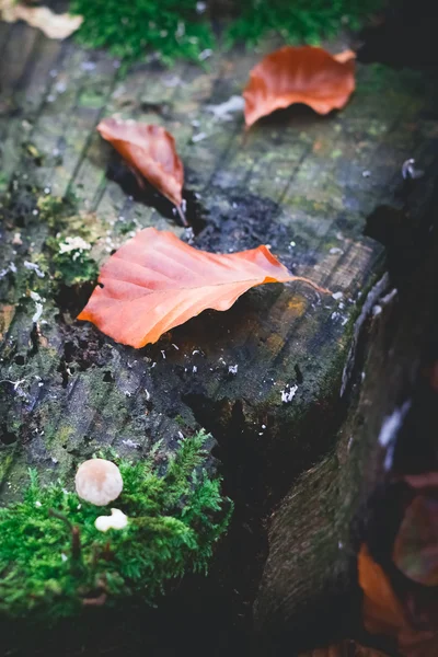 Herbst im selektiven Fokus eines Parks — Stockfoto