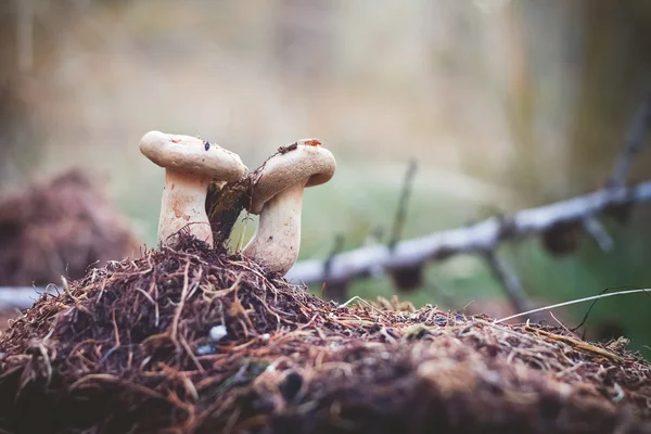 蘑菇在长满青苔的地面选择性焦点 — 图库照片