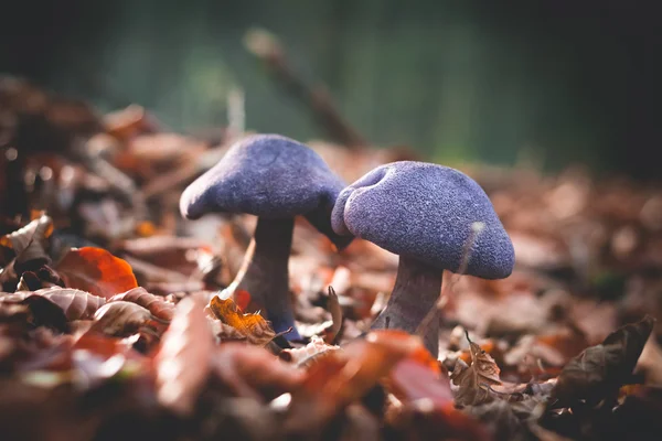 Mushrooms Cortinarius violaceus Selective Focus — Stock Photo, Image