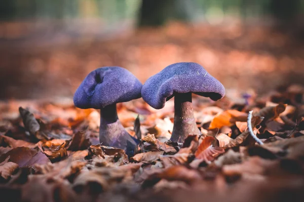 Svamp Cortinarius violaceus selektiv inriktning Stockbild