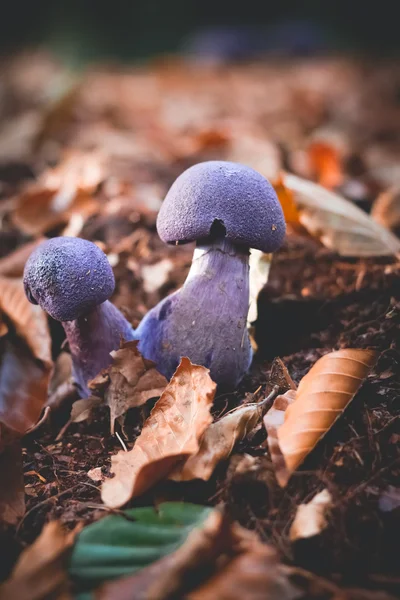 Svamp Cortinarius violaceus selektiv inriktning Stockfoto