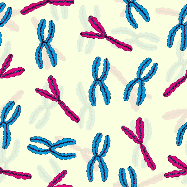 x, y kromozomu seamless modeli