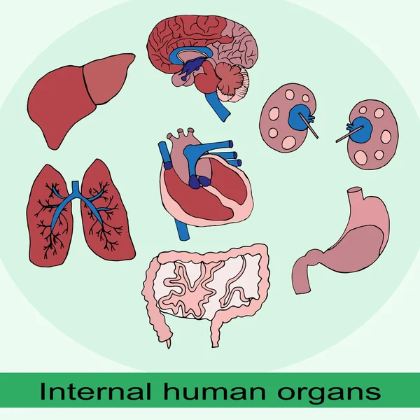 Zestaw narządów ludzkich — Wektor stockowy