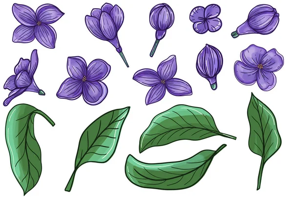 Kwiaty Liliowe Ustawione Ręcznie Rysowane Stylu Szkicowym Obiekt Jest Izolowany — Zdjęcie stockowe