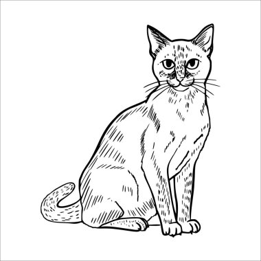 A detailed line drawing of a domestic cat sitting upright. The cat has a slender body, pointed ears, and a long tail. Its expression is curious and attentive.