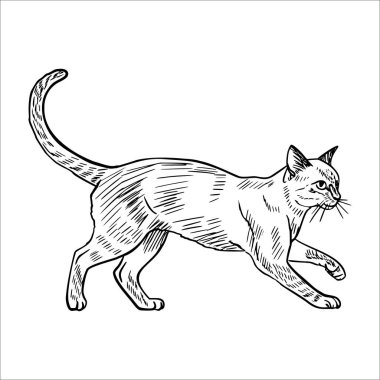 A sketch of a walking domestic cat with a slender body and long tail. The cat has distinct markings and an alert expression, showcasing its graceful movement.