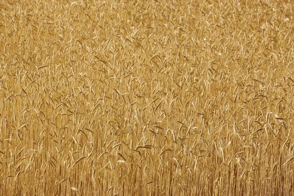 Picos de trigo en el campo. Contexto agrícola landscap — Foto de Stock