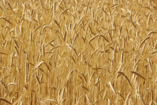 Weizenspitzen auf dem Land. landwirtschaftlicher Hintergrund Landschaft — Stockfoto