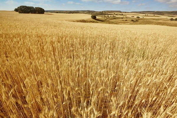 Campo de trigo en el campo España. Paisaje verano — Foto de Stock