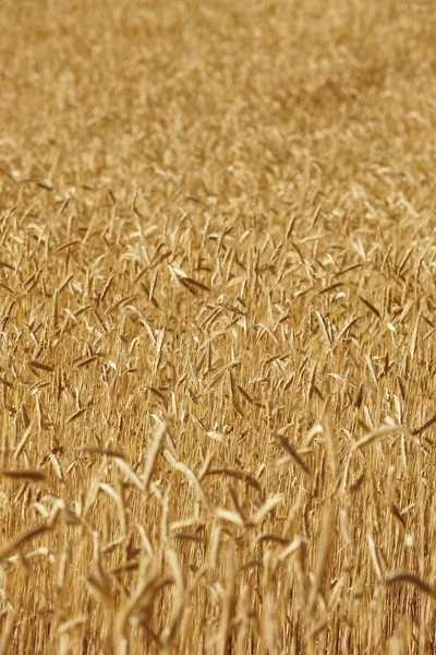 Picos de trigo en el campo. Contexto agrícola landscap — Foto de Stock