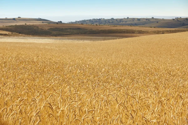 Pšeničné pole v přírodě Španělsko. Letní krajina — Stock fotografie