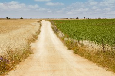 Buğday ve yeşil alan arasındaki yol çakıl. Hasat zamanı